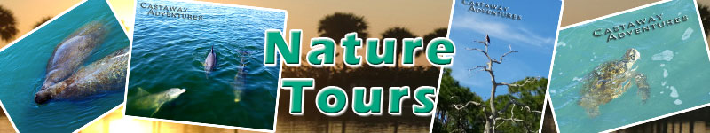 Dolphin and Manatee tours