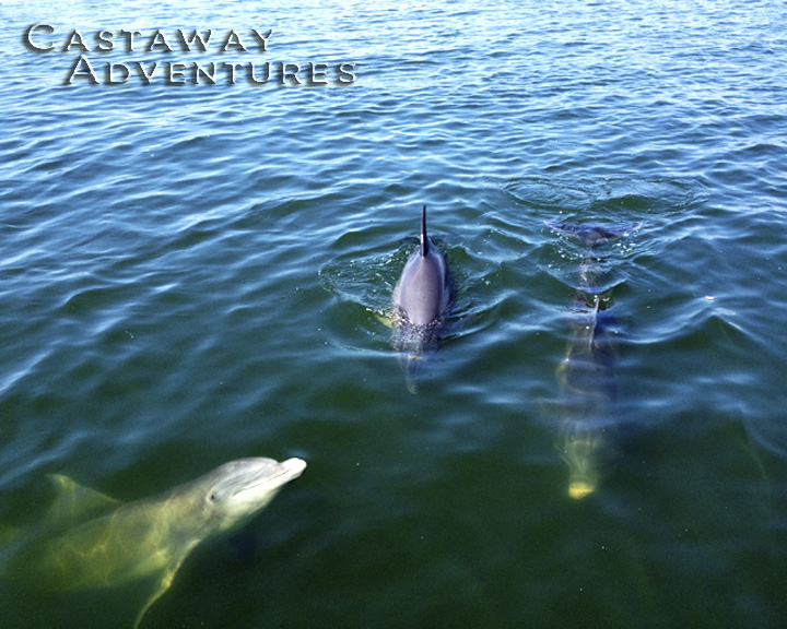 Atlantic bottlenose dolphin in the wild. 