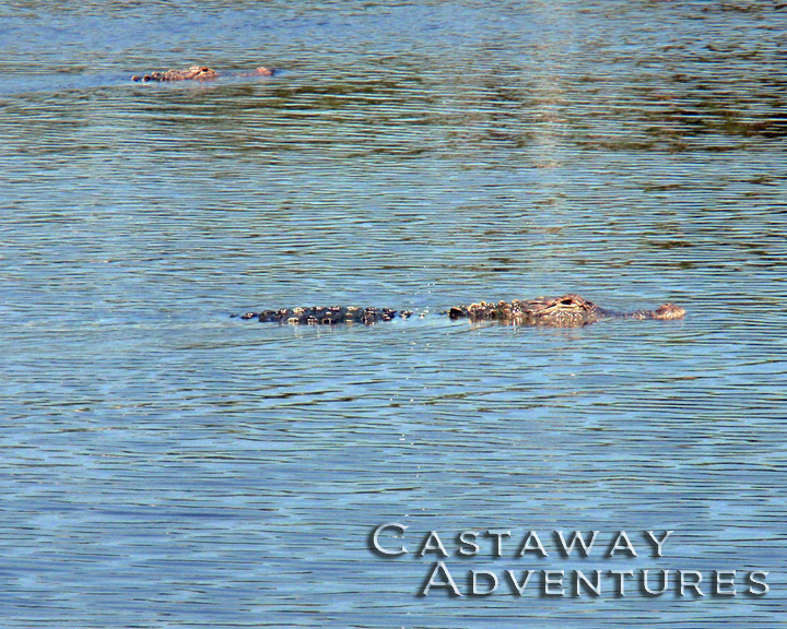 Occasional alligators in the saltwater are spotted on our Dolphin tours.