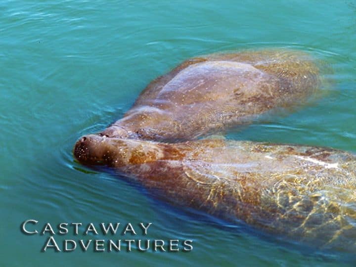 Manatee swimming in clear turquoise waters, promoting eco-friendly marine adventures.
