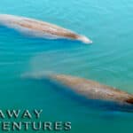 Dolphins swimming in clear blue water at Castaway Adventures, offering exciting marine life experiences and eco-friendly tours in Florida.