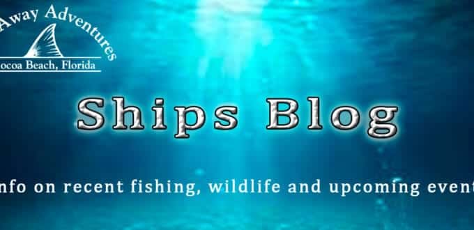 Dolphin tours and fishing charters in Cocoa Beach with Cast Away Adventures.