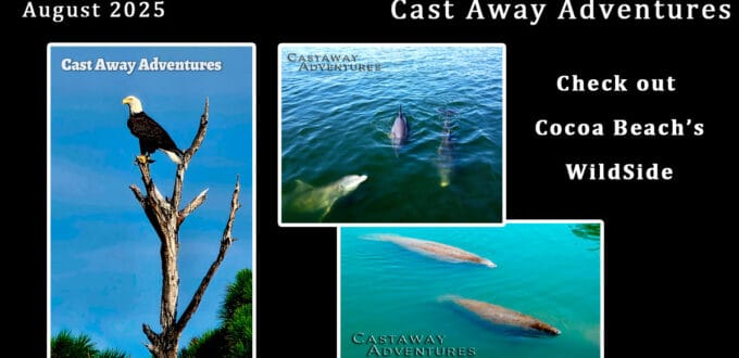 Bald eagle perched on a tree branch with blue sky background.