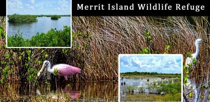 Merritt Island Wildlife Refuge, Florida, featuring mangroves, wildlife habitat, and bird species, including a pink pelican, highlighting eco-tourism and adventure tours at Cast Away Adventures.
