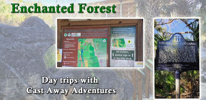 The Enchanted Forest