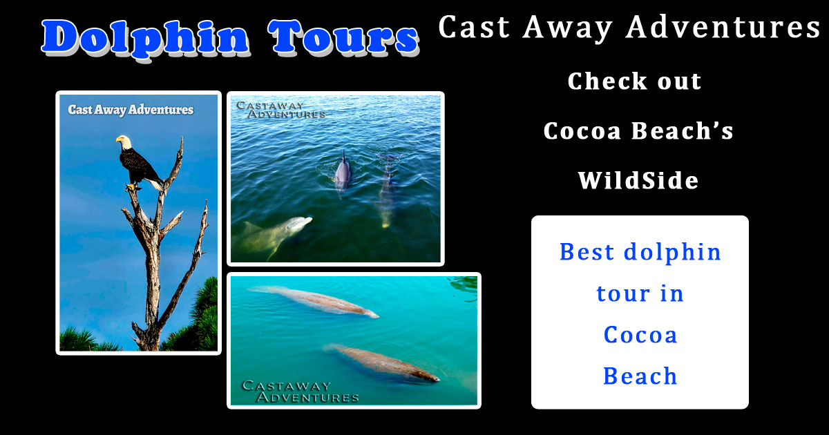 Dolphin tours in Cocoa Beach