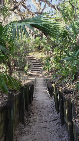 Trail in the enchanted forest
