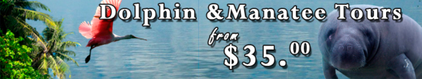 Best dolphin tours in Cocoa Beach