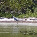 Heron wading in coastal waters at Castaway Adventures, Florida, showcasing wildlife and eco-tours.