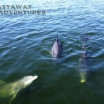 Dolphin swimming in the clear blue waters, showcasing thrilling ocean adventures with Cast Away Adventures.