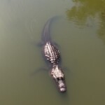 Large alligator swimming in a calm body of water during daytime at Cast Away Adventures.