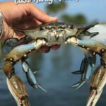 Crab being held on Cast Away Adventures fishing charter in Florida.