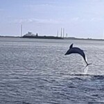Dolphin jumping out of the water during a boat tour, ocean backdrop, Cast Away Adventures offering marine wildlife experiences, dolphin activity, water adventure excursion, Florida ocean wildlife.