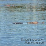Alligator swimming in the water at Cast Away Adventures, offering thrilling wildlife experiences in a natural lagoon environment.