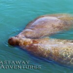 Manatee swimming in clear tropical waters, perfect for eco-friendly adventure tours and wildlife encounters.
