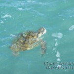 Young sea turtle swimming in clear ocean water, representing adventure and wildlife experiences at Castaway Adventures.