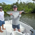 Nice catch, tarpon while fishing on a boat with lush Florida mangroves in the background, early morning, recreational fishing at Cast Away Adventures in Florida.